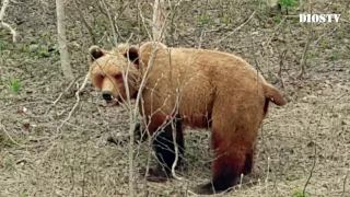 Встреча с медведем - любопытные косолапые Камчатки