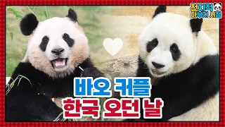 (SUB) Love Story Of Cute Panda Couple│Panda Family🐼