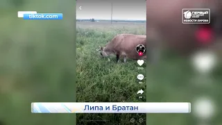 Корова Липа  из Тик тока  Новости Кирова 20 08 2020