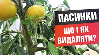 Навіщо видаляти пасинки та як пасинкувати на прикладі кавунів, огірків та помідорів