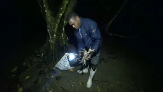 Catching Land Crabs at Night (Catch & Cook)🇫🇯