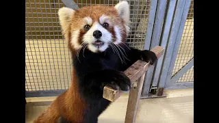 Red Panda Keeper Talk