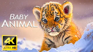 Baby Animals 4K - Erstaunliche Welt der jungen Tiere landschaftlicher Entspannungsfilm