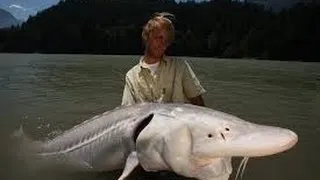 Giant white sturgeon (2.8 m) - Fish Warrior