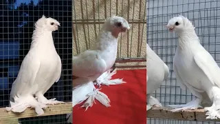 БЕЛЫЕ ДВУХЧУБЫЕ. Узбекские двухчубые голуби. Tauben. Pigeons