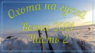 Охота на гусей, весна 2021. Охота на гуся. Часть2. Пенжина. Goose hunting. Spring hunt in Kamchatka.