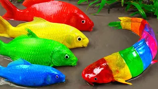 Stop Motion ASMR | The Great Battle of Colored Catfish Hunting for Primitive Fun Experimental Koi