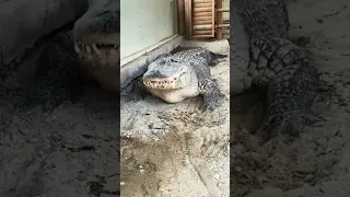 Alligator swallows roast & Burps!!!,😱🐊#shorts