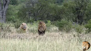 A Day With Casper The White Lion And Brothers AND Intruding Lions AND A Brave Jackal