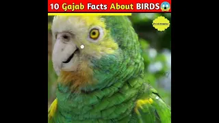 10 Amazing Facts About Birds🤯🧠 10 Interesting Facts About All Types Of Birds | Bird Facts🦃 #shorts