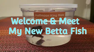 "New Betta Fish" | Halfmoon King Male | Petco