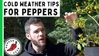 Cold Weather Tips For Growing Peppers - Pepper Geek