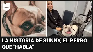 Conoce a Sunny, el perro que "habla": se volvió viral en redes sociales