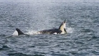 Pod of Killer Whales Hunt a Dolphin Stampede