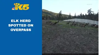 Entire elk herd spotted on I-90 wildlife overpass