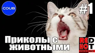 Приколы с животными COUB #1 Видео приколы 2018