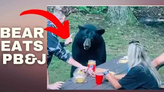 Black Bear Eating Peanut Butter and Jelly out of Hands of Family on a Picnic woods | black bear pb&J