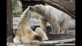 Eisbär Peitsche Teil 2