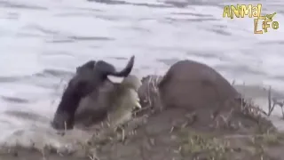 Great Migration and crocodile attack   rio Mara y ataque de cocodrilos