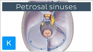 Petrosal Sinuses - Human Anatomy | Kenhub