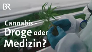 Ist Cannabis eine gefährliche Droge oder ein gutes Heilmittel? | Gesundheit | BR