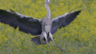 Olma Frigyes - Gemenc - Árterek világa / Gemenc - Wild Danube trailer