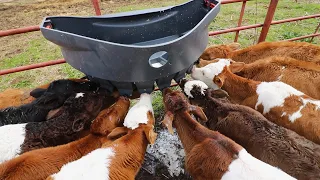 I'M SICK OF RAISING CALVES!