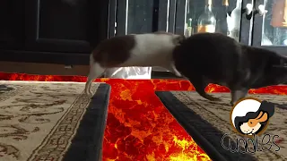 💟 Guinea pigs jumping over lava 💟 [Try not to laugh or even smile] 106