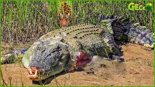 Tragic! Crocodile Meets Tragedy When Entering Tiger Territory | Tiger vs Crocodile, Buffalo, Dog...