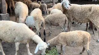 Good morning! We are having a great day for eating grass with sheep family.