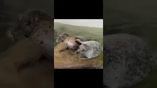 Seal scratching another seal