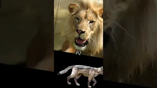 Lion vs Dire wolf