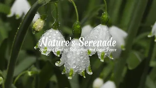 Nature's Serenade: Meditative Music for Spiritual Healing, Relaxation, and Inner Peace