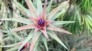 Tillandsia Tour - Utrecht Botanic Gardens: Part 2 - Plant One On Me — Ep 087