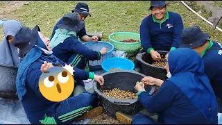 Magang Industri di Rumah Kopi Gesing Temanggung