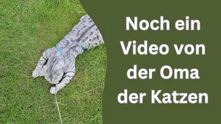 Da es euch so gut gefallen hat, hier noch ein Katzenvideo von Katzenoma ❤️🥰