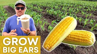 Do This to Grow Big Ears of Sweet Corn!