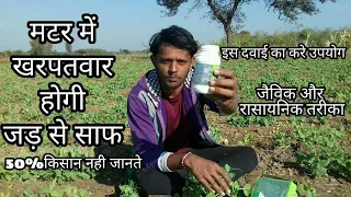 मटर की फसल में खरपतवार नियंत्रण।।मटर में खरपतवार नाशक दवा ।। weed control  in pea crop.