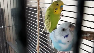 My pet budgies are chewing on a stick! #budgies #parakeets