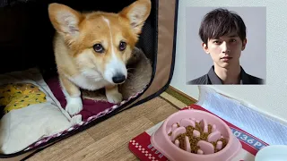 【犬猫アテレコ】ヨッシャー木村