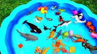 Learn With Wild Zoo Animals Blue Water Big Shark Toys For Kids