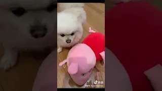 Tik Tok Chó phốc sóc mini Funny and Cute Pomeranian Videos #132