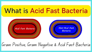 What is Acid Fast Bacteria | Everything about Gram +ve , Gram -ve  & Acid Fast Bacteria