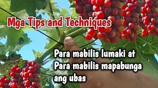 Tips and techniques para mabilis lumaki at mapabunga ang ubas