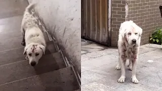 Homeless dog wants to go home with people, but Heartbroken after being Rejected