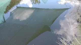 Форелька и другие рыбки на поверхности воды