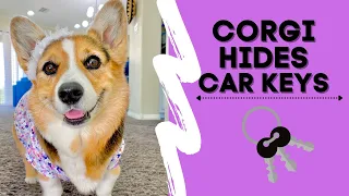 Dog HIDES Dad's keys! #shorts #corgi