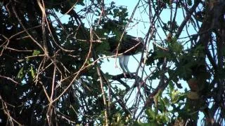 Osprey - close-up in a tree - calling in short, chirping sounds