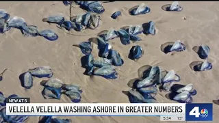 Blue, jelly-like creatures showing up on Southern California beaches