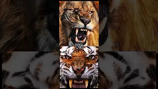 LION VS TIGER WHO'S STRONGER????